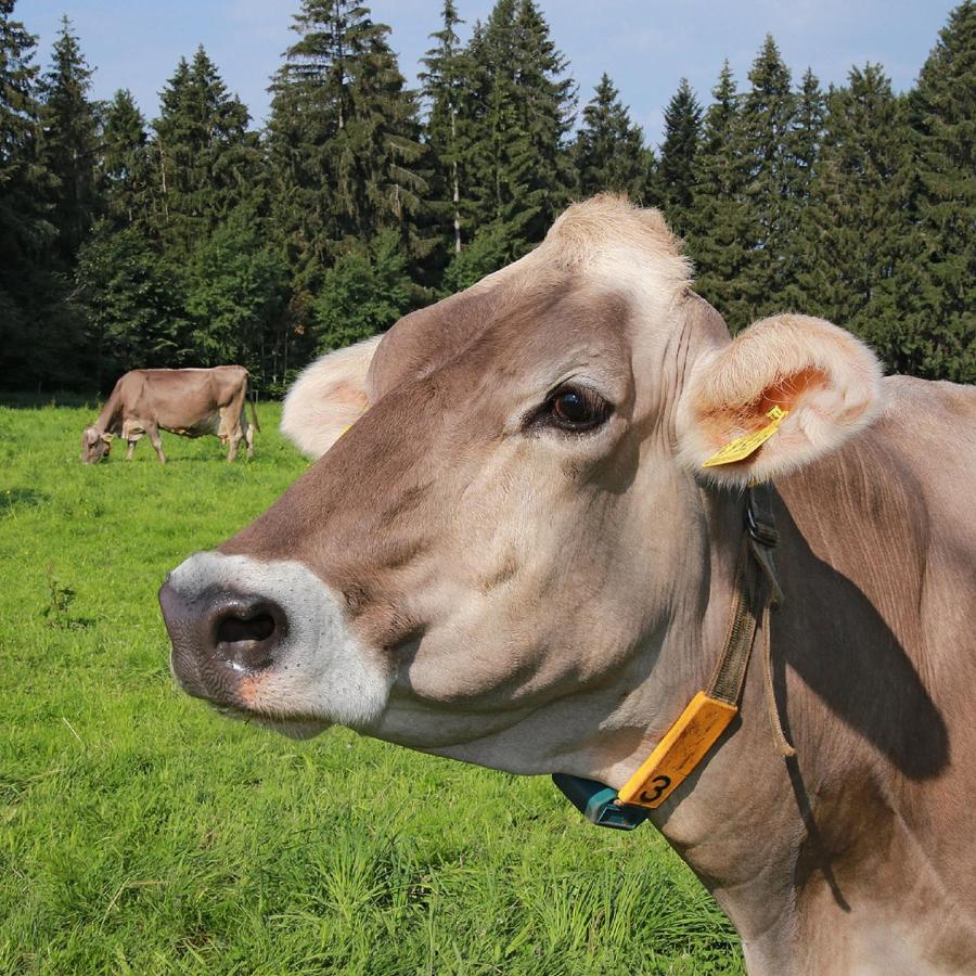 Ferienhof Bitschnau 린덴베르그 임 알가우 외부 사진